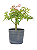Pré Bonsai de Acer Palmatum  (muda) 4 anos 33 cm - Imagem 1