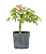 Pré Bonsai de Acer Palmatum  (muda) 4 anos 33 cm - Imagem 2