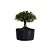 Pré Bonsai de Buxus Harlandi 3 anos (25 cm) - Imagem 1