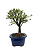 Serissa Phoetida Rosa  3 anos ( 19 cm) Florescendo - Imagem 2