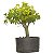 Pré Bonsai de Acer Palmatum ( Momiji ) 5 anos (40 cm) - Imagem 1