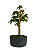Pré Bonsai de Acer Palmatum ( Momiji ) 5 anos (40 cm) - Imagem 4