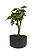 Pré Bonsai de Acer Palmatum ( Momiji ) 5 anos (40 cm) - Imagem 3