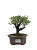 Serissa (Phoetida)  3 anos ( 23 cm) Florescendo - Imagem 1