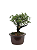 Serissa (Phoetida)  3 anos ( 23 cm) Florescendo - Imagem 4