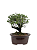 Serissa (Phoetida)  3 anos ( 23 cm) Florescendo - Imagem 3