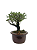 Serissa (Phoetida)  3 anos ( 23 cm) Florescendo - Imagem 2