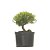 Pré Bonsai de Buxus Harlandi 2 anos (23 cm) - Imagem 3