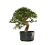 Pré Bonsai de Calliandra 9 Anos (53 cm) com Movimento - Imagem 1