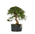 Pré Bonsai de Calliandra 9 Anos (53 cm) com Movimento - Imagem 2