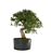 Pré Bonsai de Calliandra 9 Anos (53 cm) com Movimento - Imagem 3