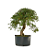 Pré Bonsai de Calliandra 9 Anos (53 cm) com Movimento - Imagem 4