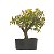 DUPLICADO - Pré Bonsai de Acer Palmatum ( Momiji ) 6 anos (37 cm) - Imagem 1