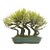 Bosque de Bonsai de Serissa Chinesa (Phoetida) - 19 anos (38 cm) - Imagem 3