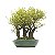 Bosque de Bonsai de Serissa Chinesa (Phoetida) - 19 anos (38 cm) - Imagem 2