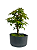 Pré Bonsai de Acer Palmatum ( Momiji ) 4 anos (28 cm) - Imagem 4