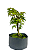 Pré Bonsai de Acer Palmatum ( Momiji ) 4 anos (28 cm) - Imagem 3