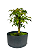 Pré Bonsai de Acer Palmatum ( Momiji ) 4 anos (28 cm) - Imagem 2