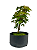 Pré Bonsai de Acer Palmatum ( Momiji ) 4 anos (28 cm) - Imagem 1