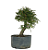 Pré Bonsai de Calliandra 5 Anos (32 cm) - Imagem 2