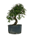 Pré Bonsai de Calliandra 5 Anos (32 cm) - Imagem 3