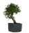 Pré Bonsai de Calliandra 5 Anos (32 cm) - Imagem 4