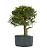 Pré Bonsai de Calliandra 9 Anos (53 cm) com Movimento - Imagem 2