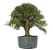 Pré Bonsai de Calliandra 9 Anos (53 cm) com Movimento - Imagem 3