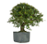 Pré Bonsai de Calliandra 9 Anos (53 cm) com Movimento - Imagem 4