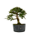 Pré Bonsai de Calliandra 6 anos ( 40 cm) - Imagem 1
