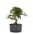 Pré Bonsai de Calliandra 6 anos ( 40 cm) - Imagem 2