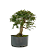Pré Bonsai de Calliandra 6 anos ( 40 cm) - Imagem 3