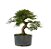 Pré Bonsai de Calliandra 6 anos ( 40 cm) - Imagem 4