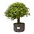 Pré Bonsai de Calliandra Rosa 9 anos ( 55 cm ) - Imagem 4