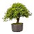 Pré Bonsai de Calliandra Rosa 9 anos ( 55 cm ) - Imagem 3