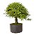 Pré Bonsai de Calliandra Rosa 9 anos ( 55 cm ) - Imagem 2