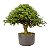 Pré Bonsai de Calliandra Rosa 9 anos ( 55 cm ) - Imagem 1