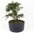 Pré Bonsai de Calliandra 9 Anos (42 cm) com Movimento - Imagem 1