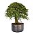 Pré Bonsai de Calliandra 9 Anos ( 50 cm ) - Imagem 4
