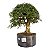 Pré Bonsai de Calliandra 9 Anos ( 50 cm ) - Imagem 1