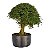 Pré Bonsai de Calliandra 9 Anos ( 50 cm ) - Imagem 2