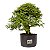 Pré Bonsai Calliandra 9 anos (50 cm) - Imagem 4