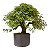 Pré Bonsai Calliandra 9 anos (50 cm) - Imagem 3