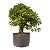Pré Bonsai Calliandra 9 anos (50 cm) - Imagem 2