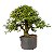Pré Bonsai Calliandra 9 anos (50 cm) - Imagem 1
