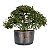 Pré Bonsai de Calliandra 6 Anos (37 cm) - Imagem 3