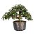 Pré Bonsai de Calliandra 6 Anos (37 cm) - Imagem 1