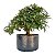 Pré Bonsai de Calliandra 6 Anos (37 cm) - Imagem 4