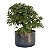 Pré Bonsai de Calliandra 6 Anos (37 cm) - Imagem 2