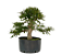 Pré Bonsai de Calliandra 6 Anos (45 cm) com Movimento - Imagem 1